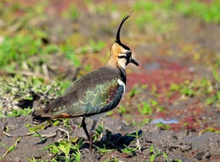 Meghalaya & Kaziranga Escape (6D/5N)